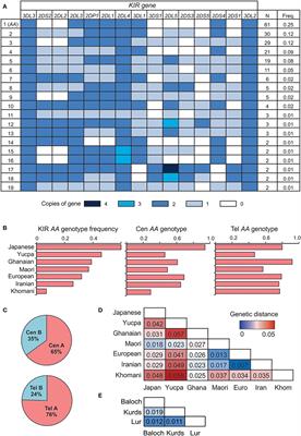 KIR Variation in Iranians Combines High Haplotype and Allotype Diversity With an Abundance of Functional Inhibitory Receptors
